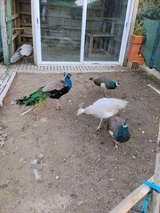 Pavao com 6 meses de idade