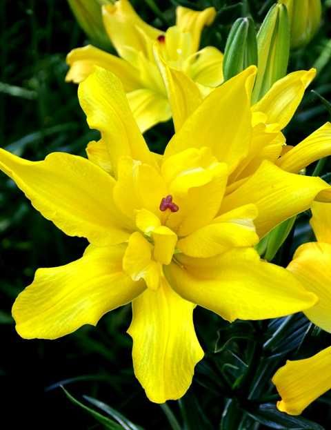 Cebulki Lilii 100 szt Różne Kolory Duże Cebule 100 szt tylko 119 zł !!