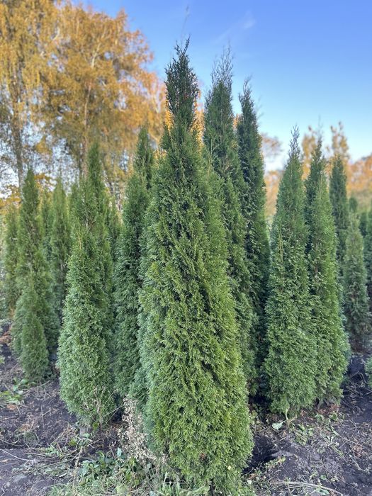 Туя Смарагд 2.5-2.8 м. - висока, гарна, за доступною ціною!