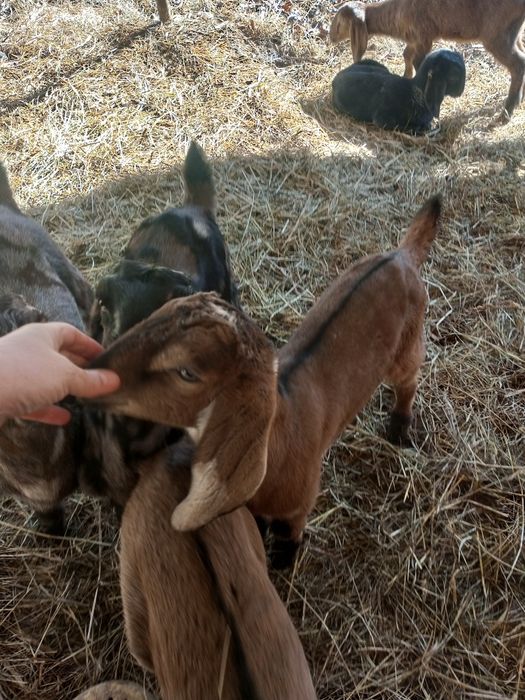 Козенята англонубійської породи