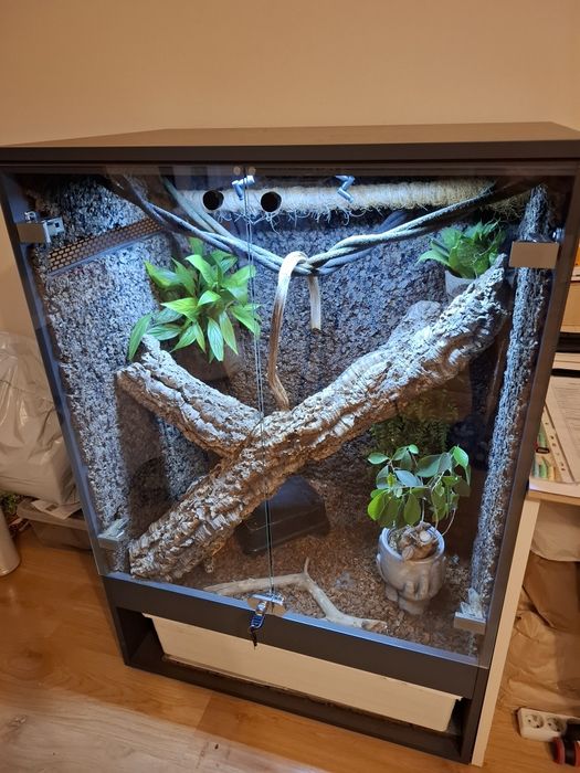 Węże wraz z terrarium 120x80x55