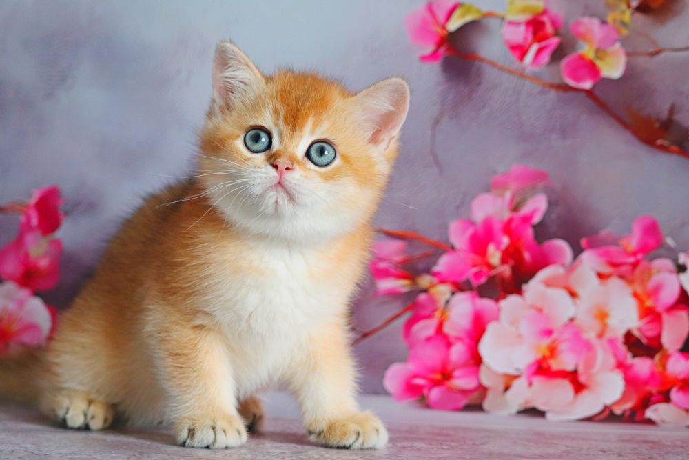 Британская золотая  шиншилла мальчик