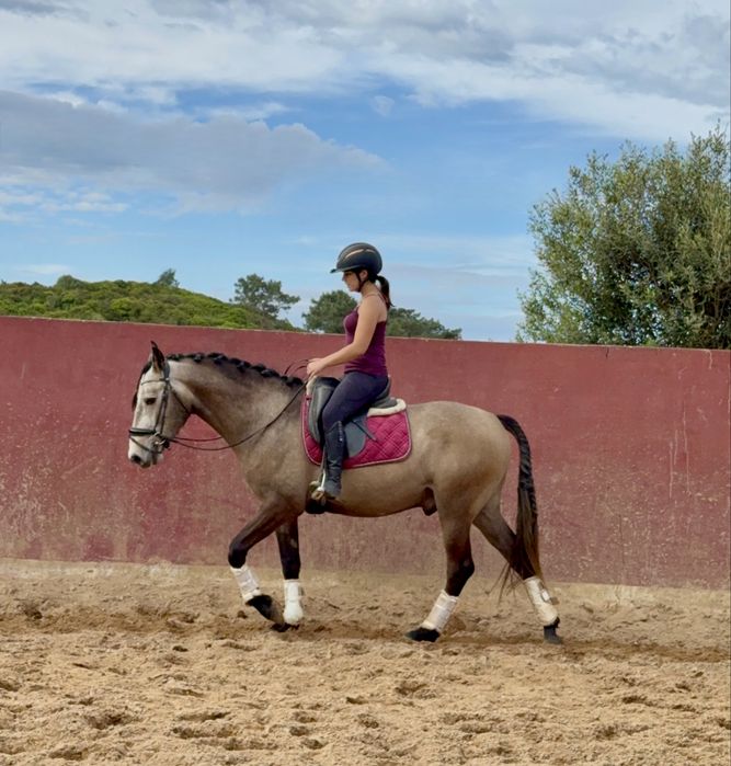 Cavalos com  5 anos Especial para passeios!!!