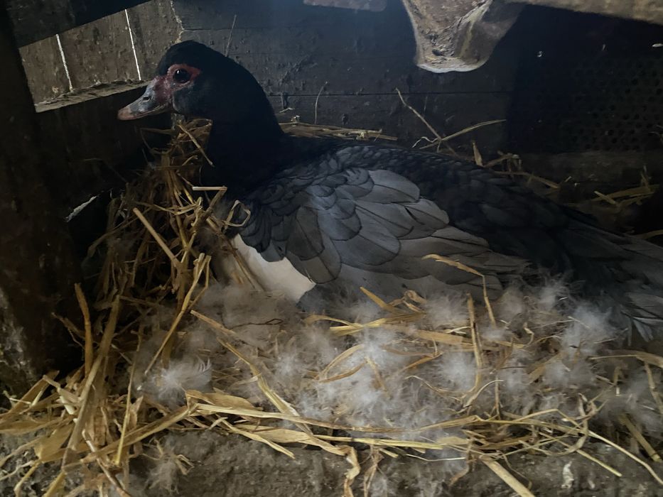 Мускусні качки німецької лінії