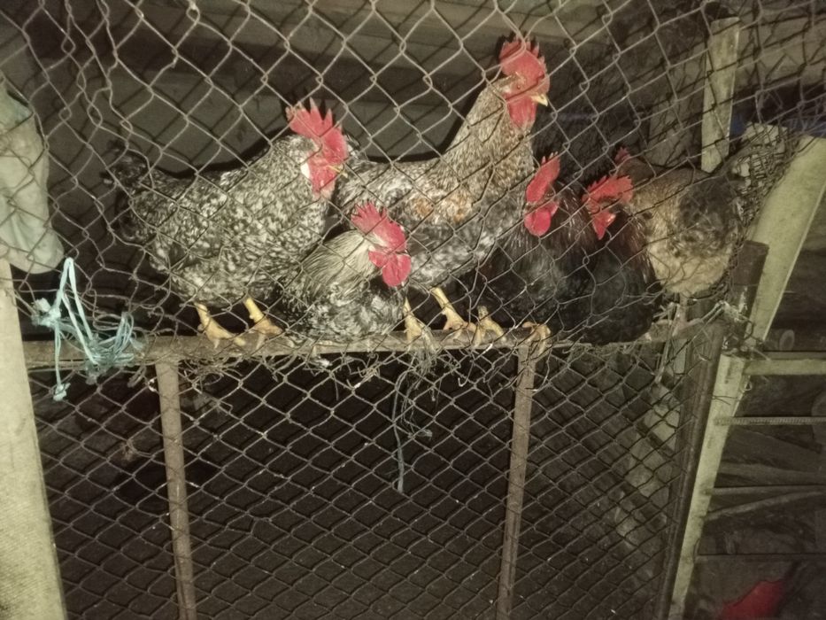 Продам хорошие Петухи на завод