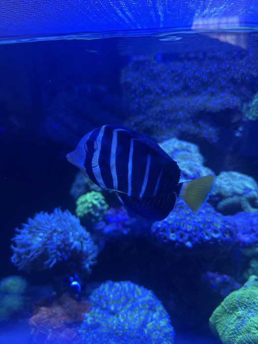 Peixes de agua salgada