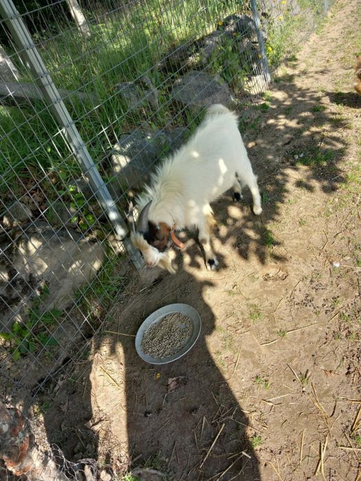 Cabras anas excelentes exemplares