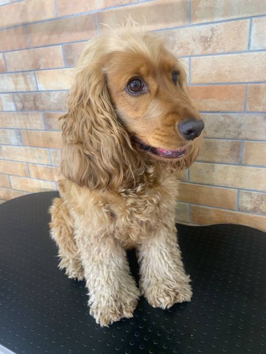 Моделі для Академії Грумінгу. Палац спорту