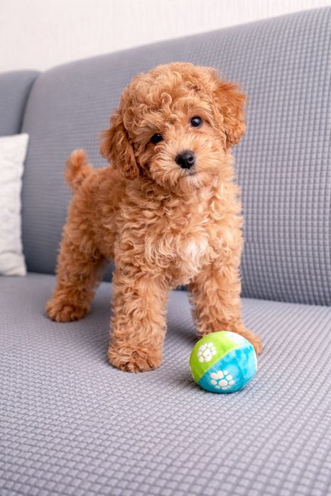 Гарна дівчинка пудель