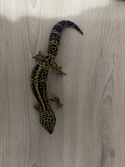 Gekon lamparci samiec Mack Snow Stripe