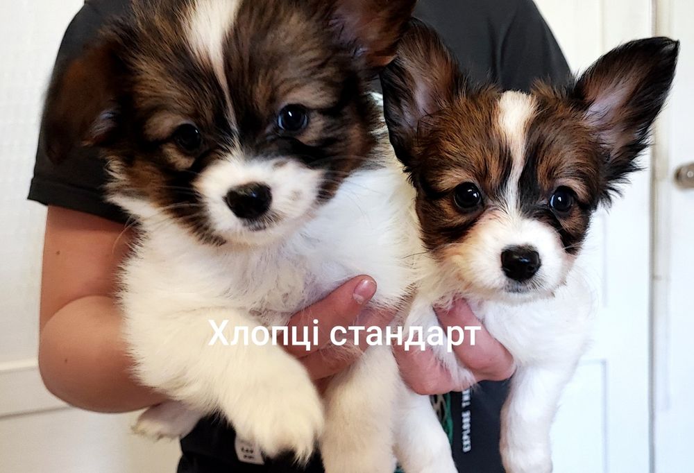 Папійон папільон цуценята.