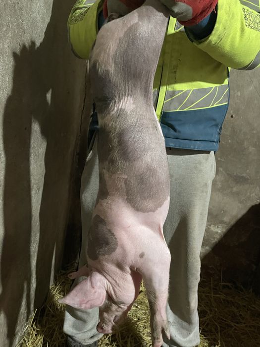 Продам поросята породи Петрен