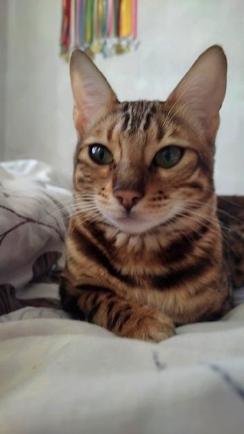 Бенгальська дівчинка