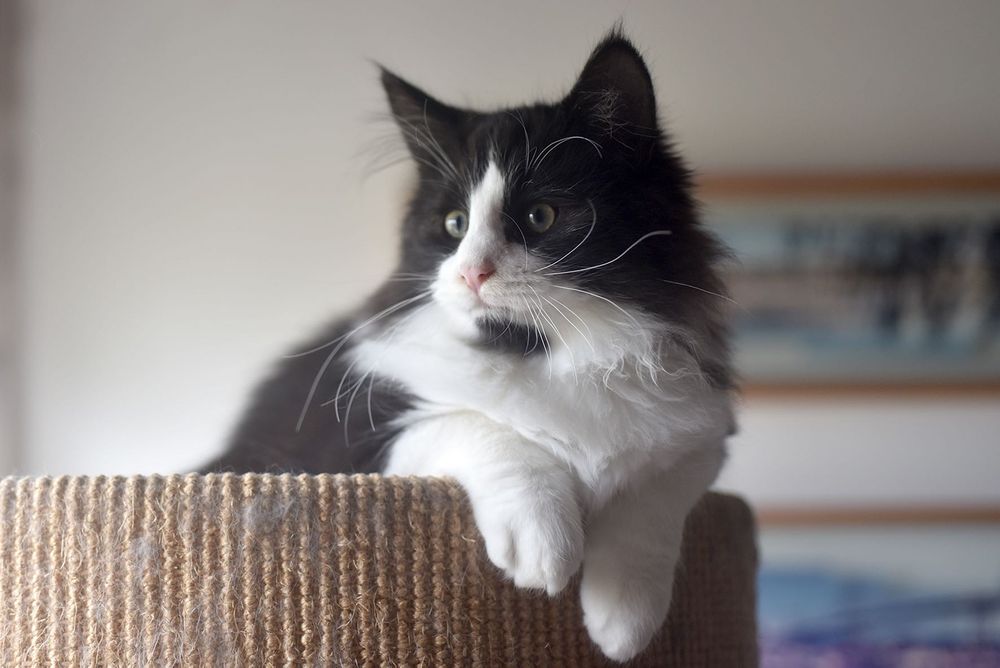 Lindo Gatinho Bosques da Noruega com LOP