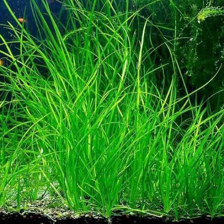 Vallisneria Nana - aquário ou lago