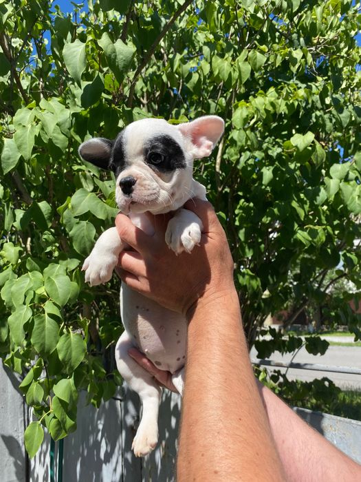 Французький бульдог