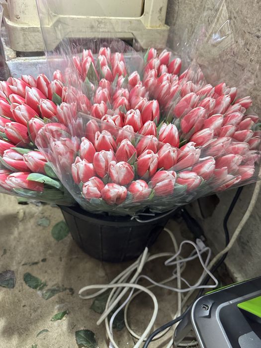 Тюльпан местный опт