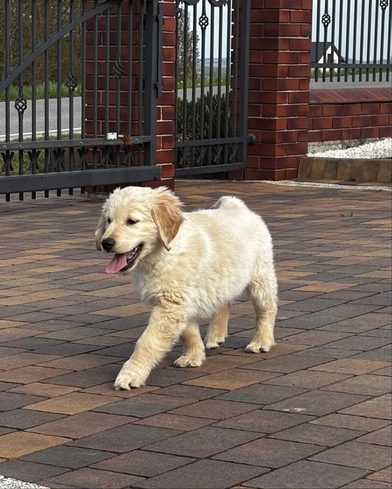 Golden Retriever