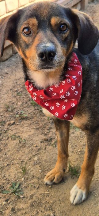 Piesek około 3 lata