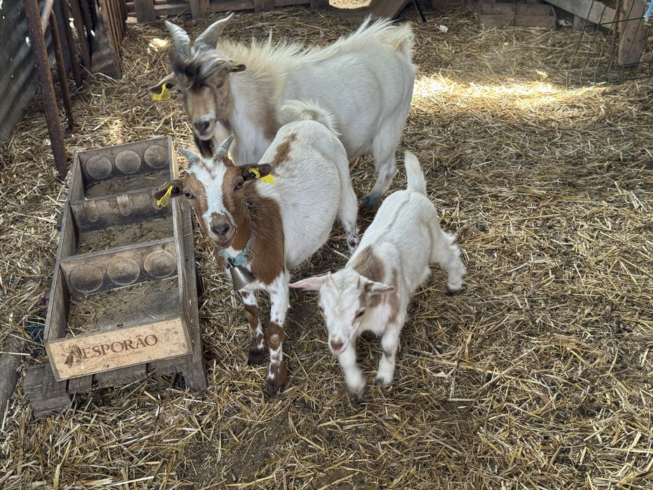 Cabrito anao macho