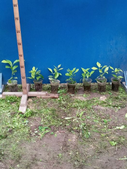 Молоді  лимони .