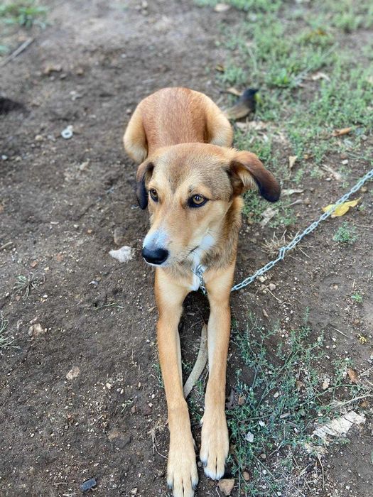 DOA-SE CADELA com 7 meses