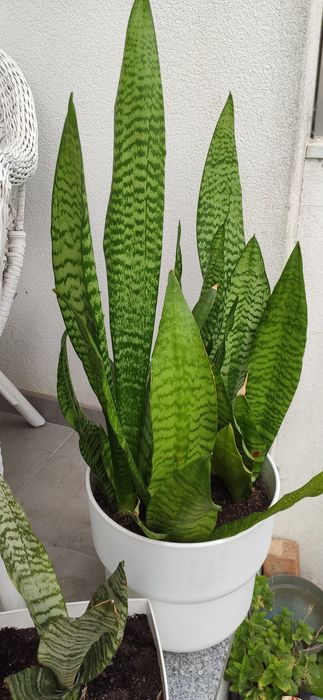 Plantas Espada S. Jorge