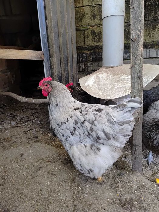 Pintos Jersey Gigante Negros, Azuis e Splash