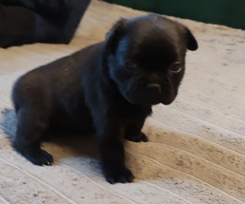 Щенки французького бульдога