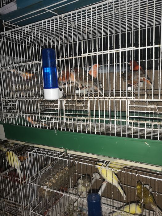 Canários machos e fêmeas