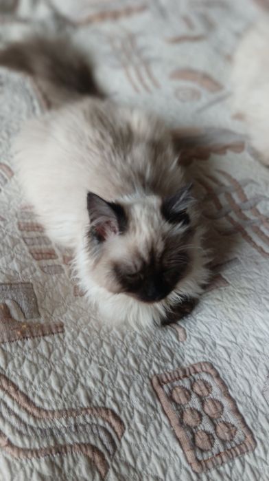 Невська маскарадна дівчинка 4 міс