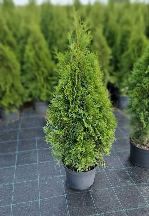 Tuje Szmaragd super cena