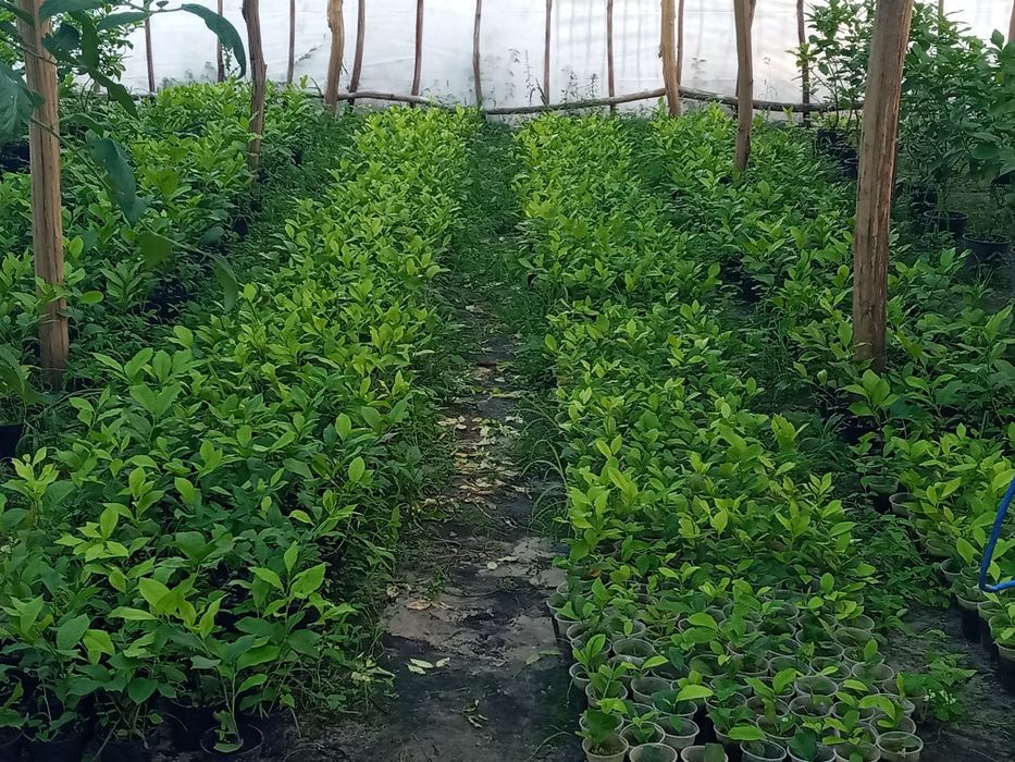 Молоді  лимони .