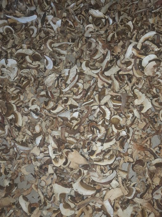 Сухий білий, польський гриб