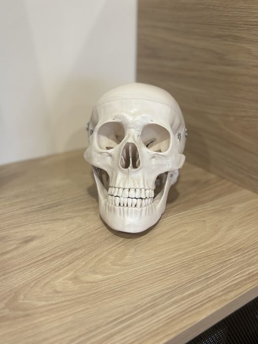 Model anatomiczny czaszki