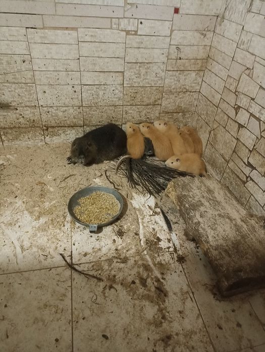 Продам м'ясо нутрії