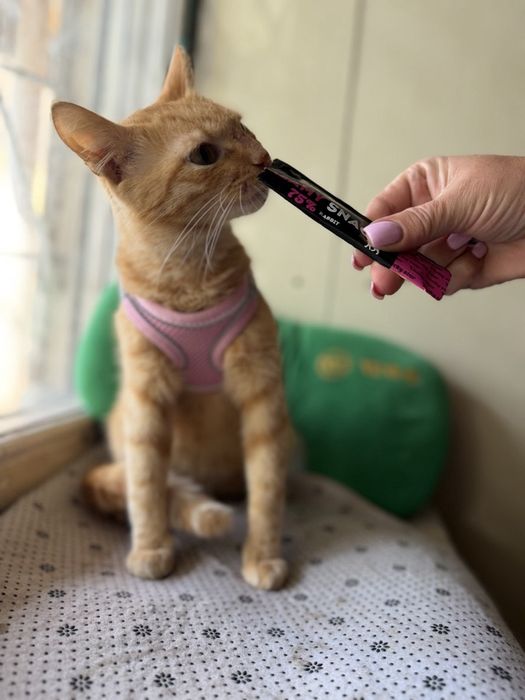 Шукаємо родину для котика