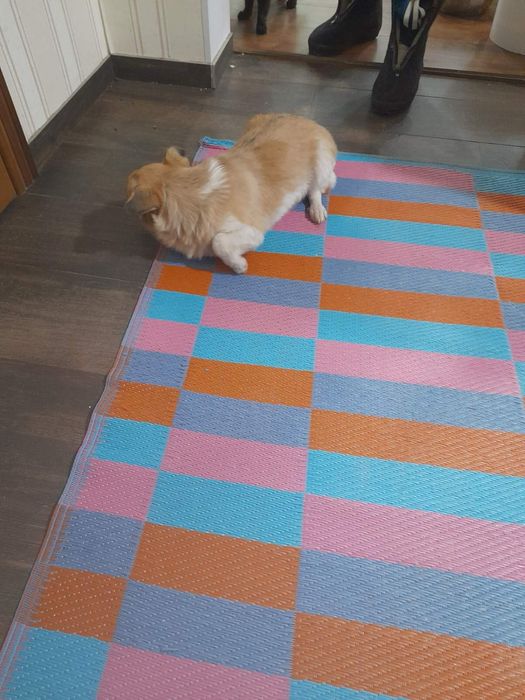 Віддам в добрі руки гарненьку собачку