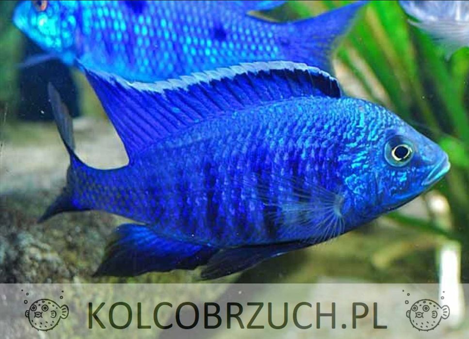 Copadichromis azureus - Pyszczak - dowozimy do klienta, wysyłamy