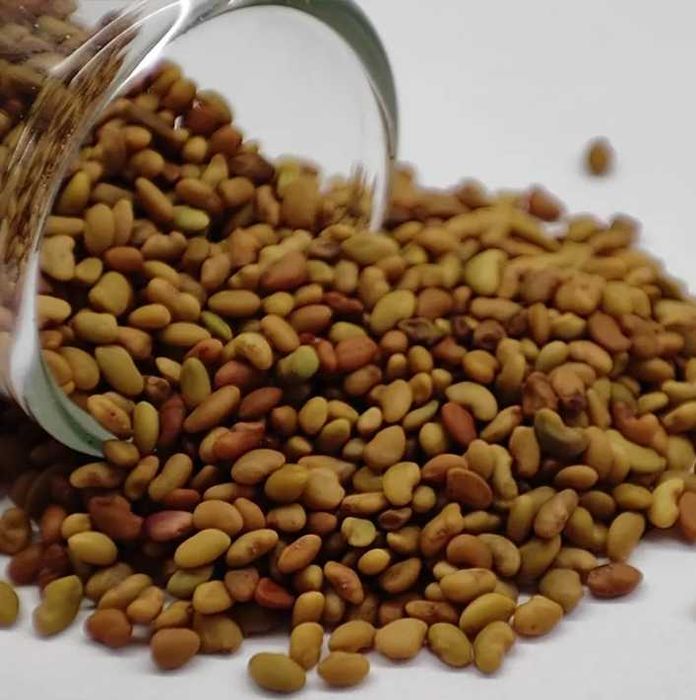 lucerna  SUPER  nasiona extra  PIERWSZA KLASA od producenta sprawdzone