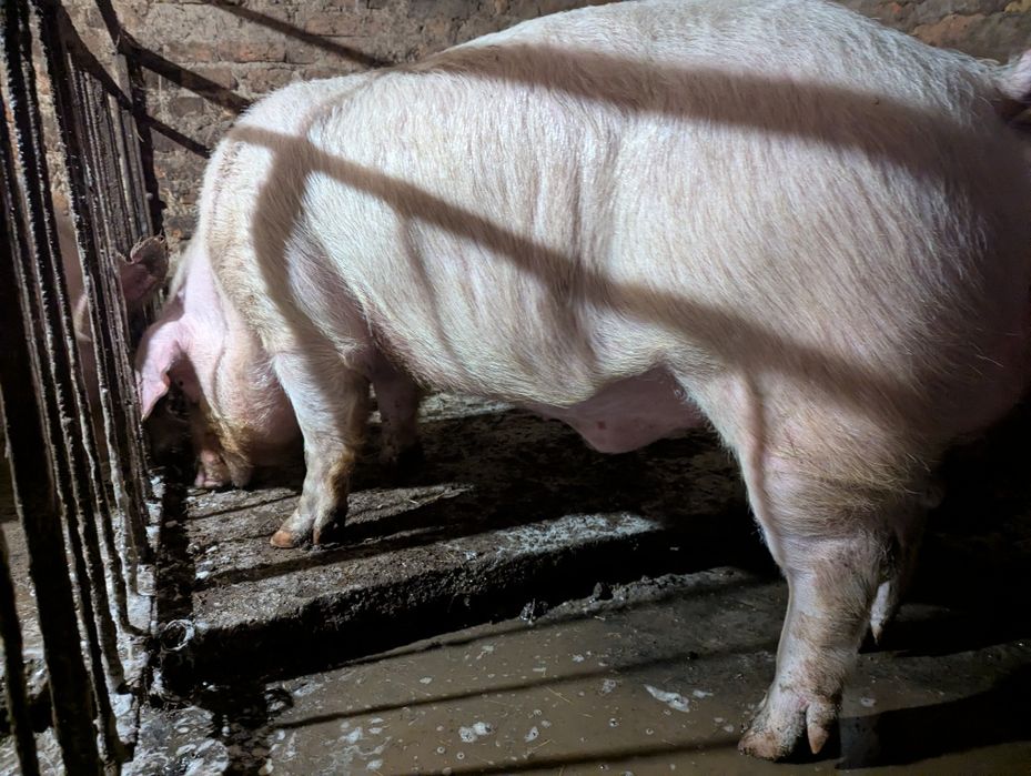 Спермодози кнурів