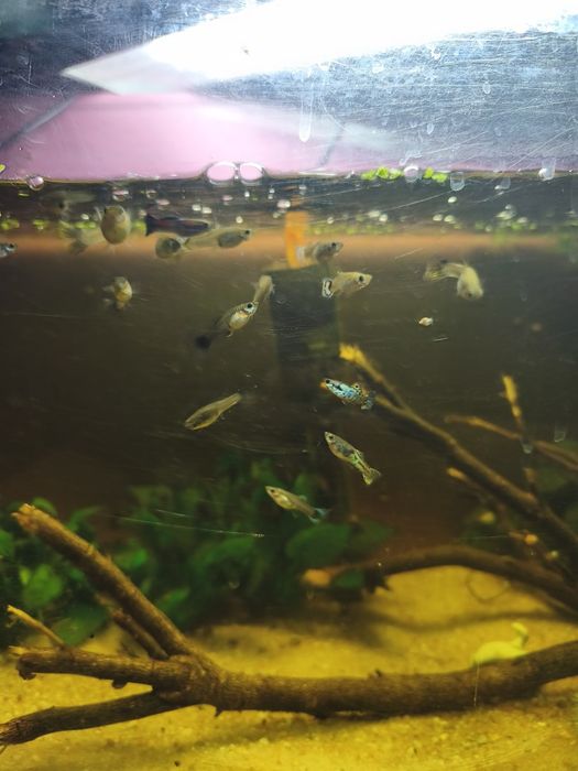 Guppies de várias cores