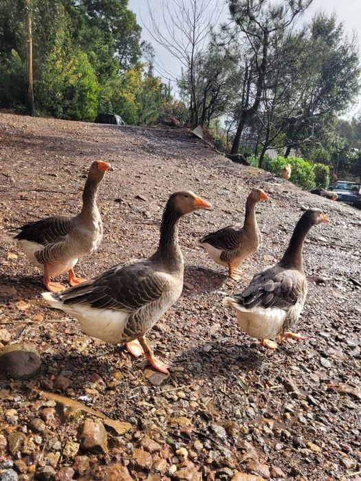 Ovos de ganso de Toulouse