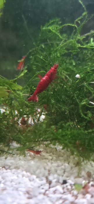 Neocaridina Bloody Mary, Painted Red Fire - Matrizes Importadas e Selecionadas