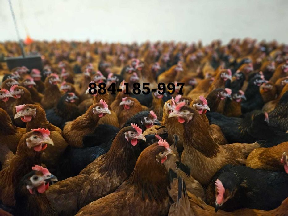 Młode nioski kury odchowane ROSA z dowozem