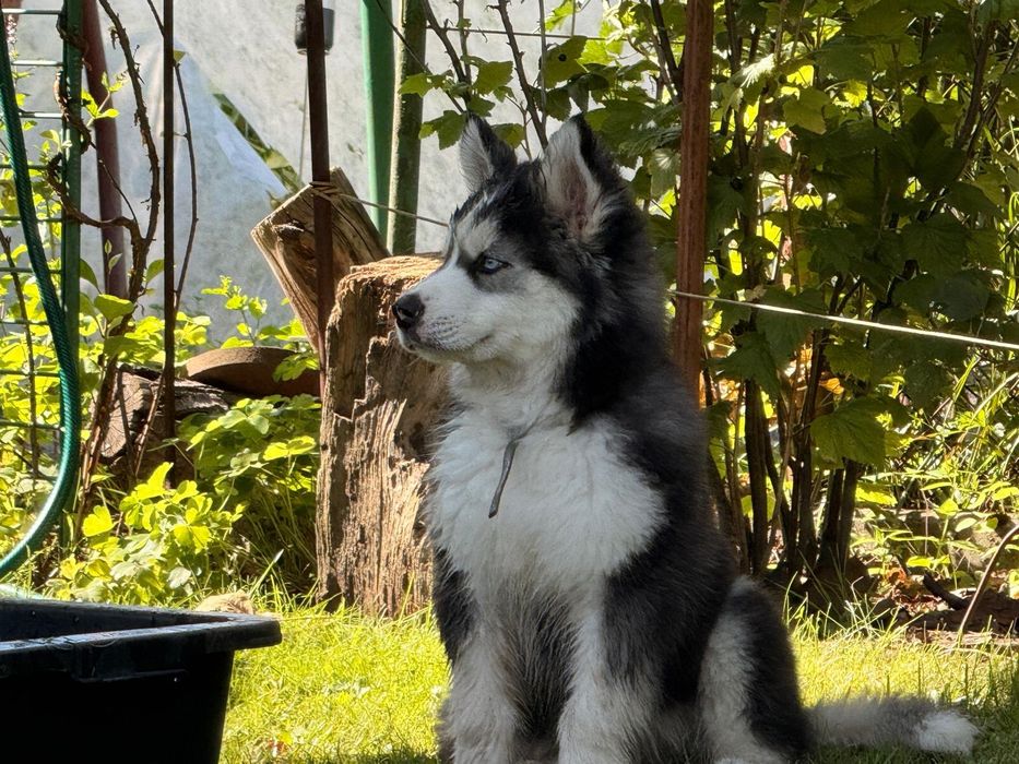 Syberian Husky szczeniak sprzedam.