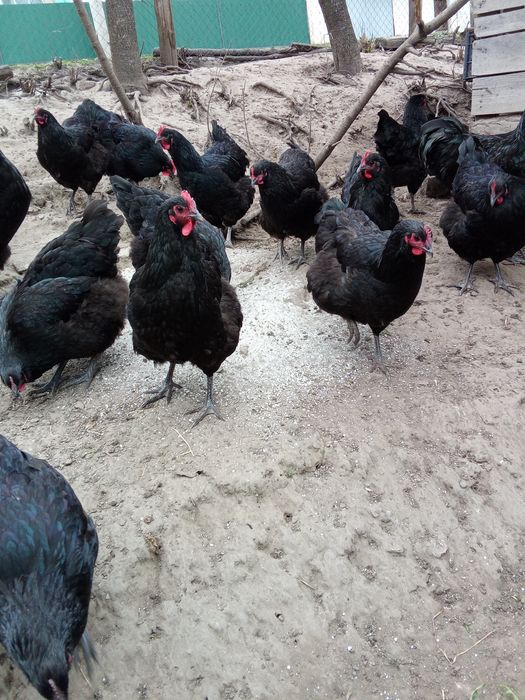 Кури породи джерсійський гігант.