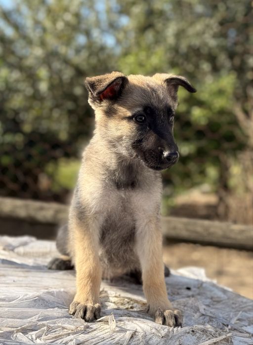 Pastor belga malinois