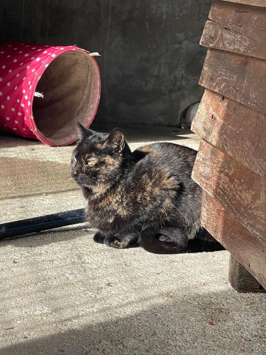 Celeste procura uma familia