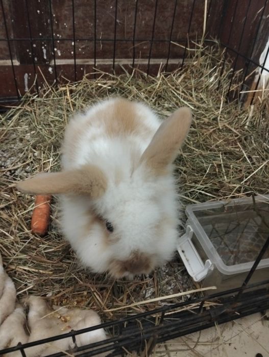 Vendo coelho macho de estimação